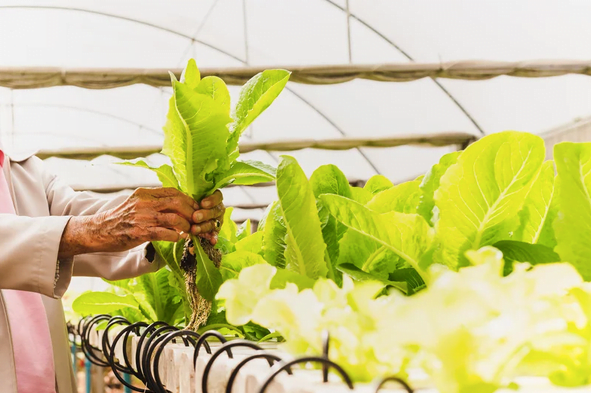 ਹਾਈਡ੍ਰੋਪੋਨਿਕਸ/Hydroponics: ਮਿੱਟੀ ਤੋਂ ਬਿਨਾਂ ਖੇਤੀ